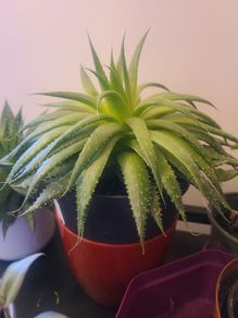 Aloe Vera Plant