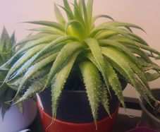 Aloe Vera Plant