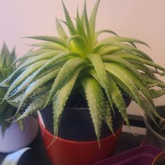 Aloe Vera Plant