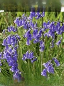 Irish Bluebell seeds