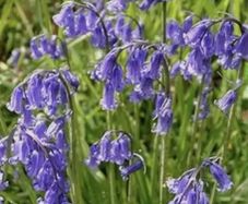 Irish Bluebell seeds