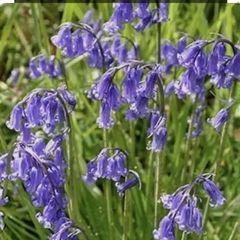 Irish Bluebell seeds
