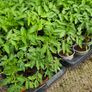 Tomato Plants Free Image 2