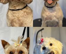 Gentle dog