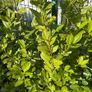 Laurel hedging Image 2