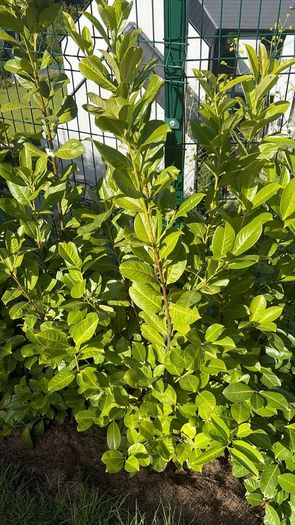 Laurel hedging