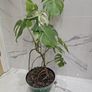 Monstera Albo Variegated - house plant - indoor plant Image 2