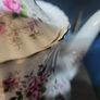 Royal Albert "Lavender Rose" Large Teapot Image 6
