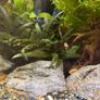 Fish Tank Plants Image 5