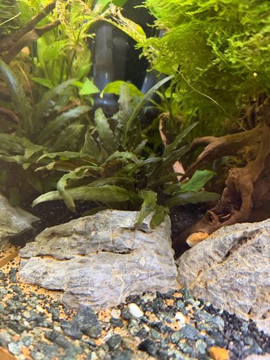 Fish Tank Plants