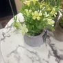 Pot Image 3
