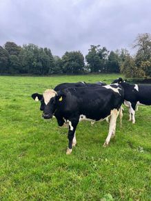 High EBI incalf heifers