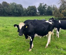 High EBI incalf heifers