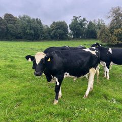 High EBI incalf heifers