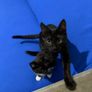 Kittens Image 3