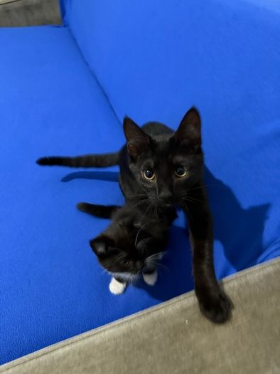 Kittens