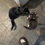 Kittens Image 4