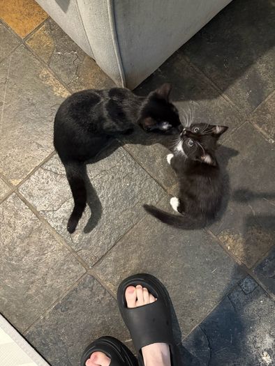 Kittens
