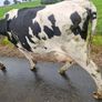 Pbr cows Image 2