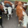 Organic cattle Image 7