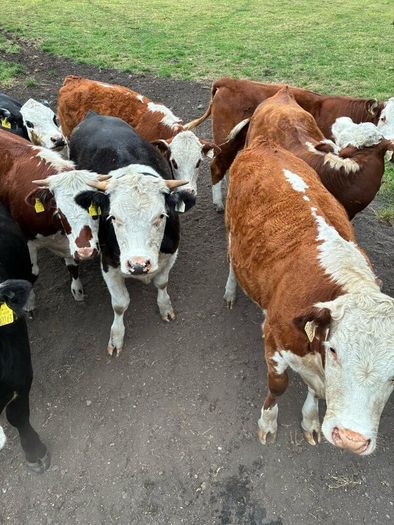 Organic cattle