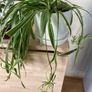 Spider Plant Ribbon plant with white pot Image 2