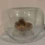 Large Double Wall Glass Bowl Image 2