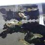 Guppies Image 2