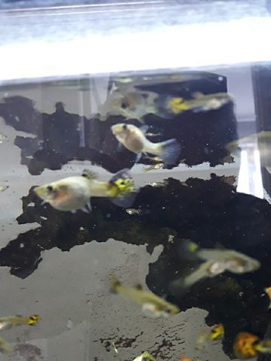 Guppies