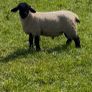 Pedigree Suffolk rams Image 7