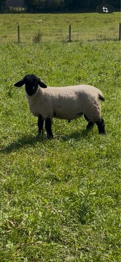 Pedigree Suffolk rams