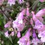 Job lot Cottage garden perennial flowers Image 6