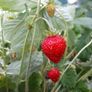 Alpine Strawberry Seeds Image 3