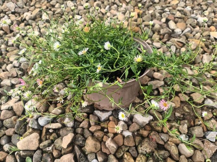 Mexican Daisy - Fleabane - Profusion