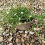 Mexican Daisy - Fleabane - Profusion Image 3