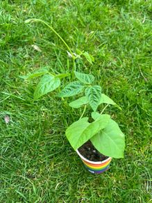 Tomato's, Chilli's, French beans
