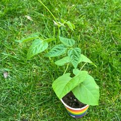 Tomato's, Chilli's, French beans