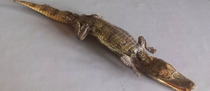 Crocodile taxidermy