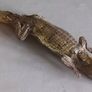 Crocodile taxidermy Image 7