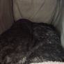 small dog house Image 2