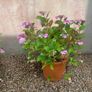 Plant and Pot Image 3