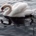 Snowdrop123