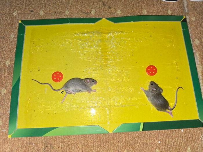 Glue Mouse & Rat Trap