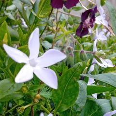 Plants
