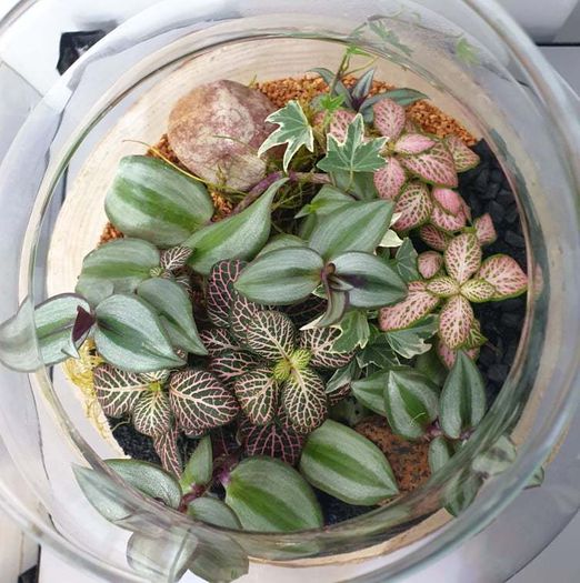 Terrarium 24x25cm