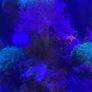 corals - kenya tree Image 2
