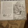 29 ink drawings of various tree species by artist S. R. Badmin. It's in binder form with 29 description of each of the  trees. See photos for same. Image 8