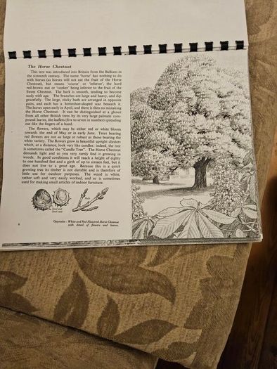 29 ink drawings of various tree species by artist S. R. Badmin. It's in binder form with 29 description of each of the  trees. See photos for same.