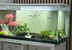tropical fishes