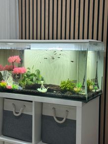 tropical fishes